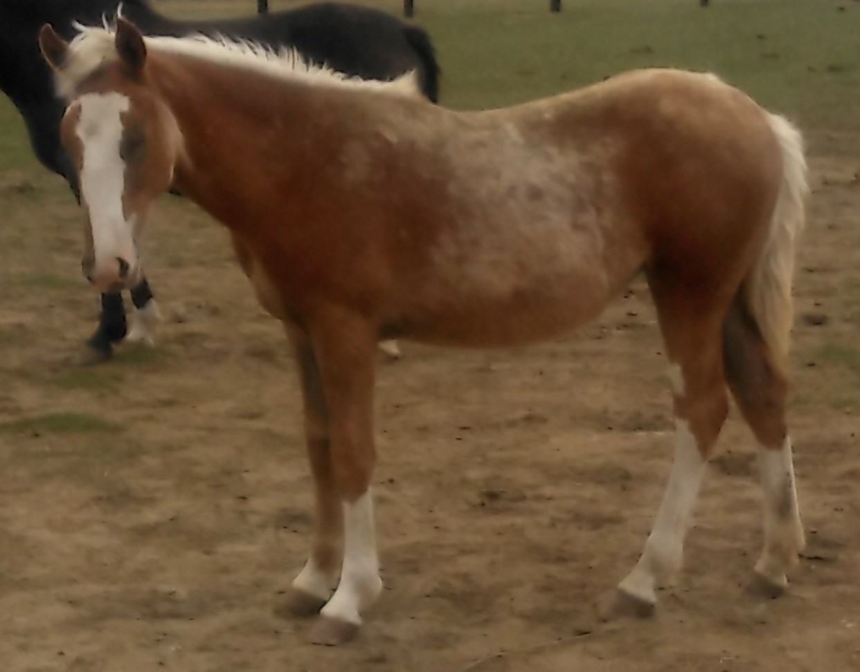 Horses & Tack Kalona Sales Barn