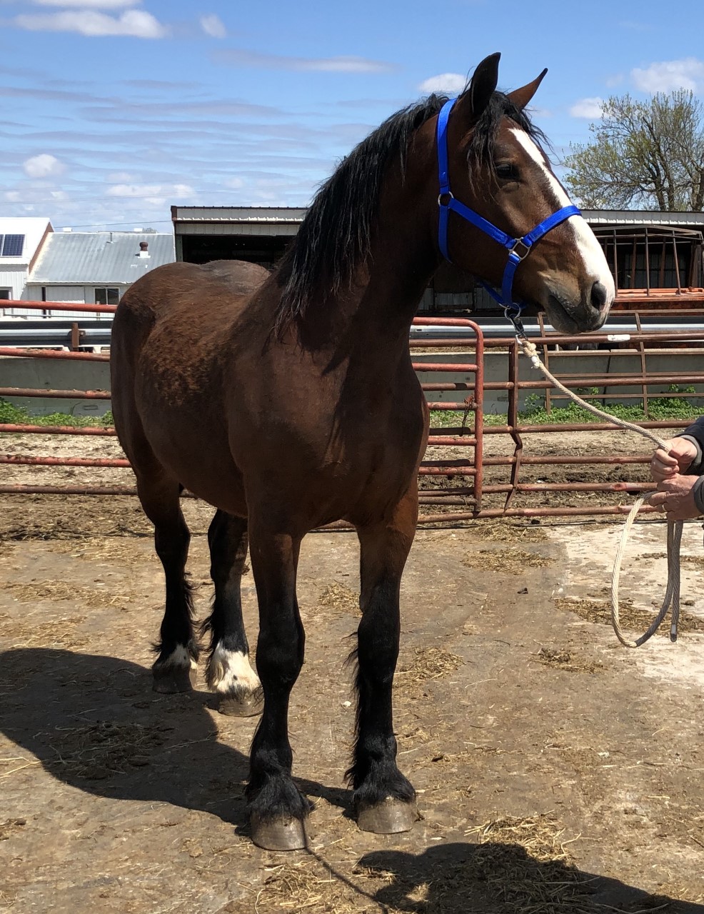 Horses & Tack Kalona Sales Barn