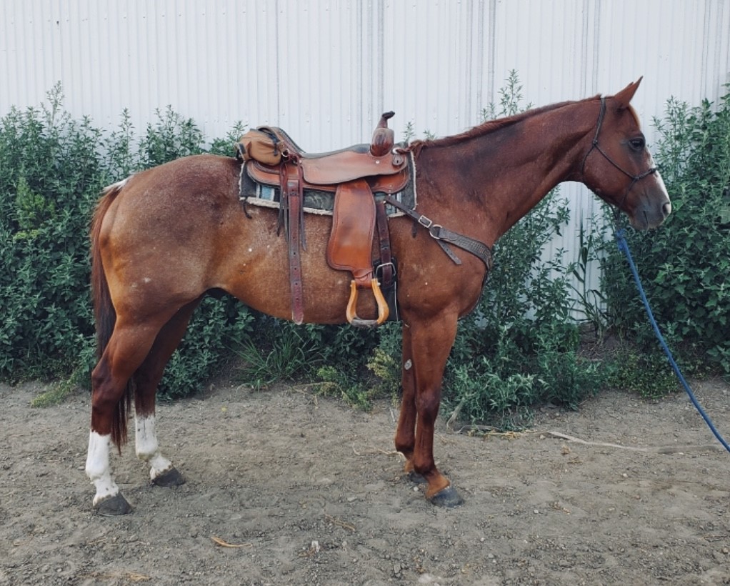 Horses & Tack Kalona Sales Barn