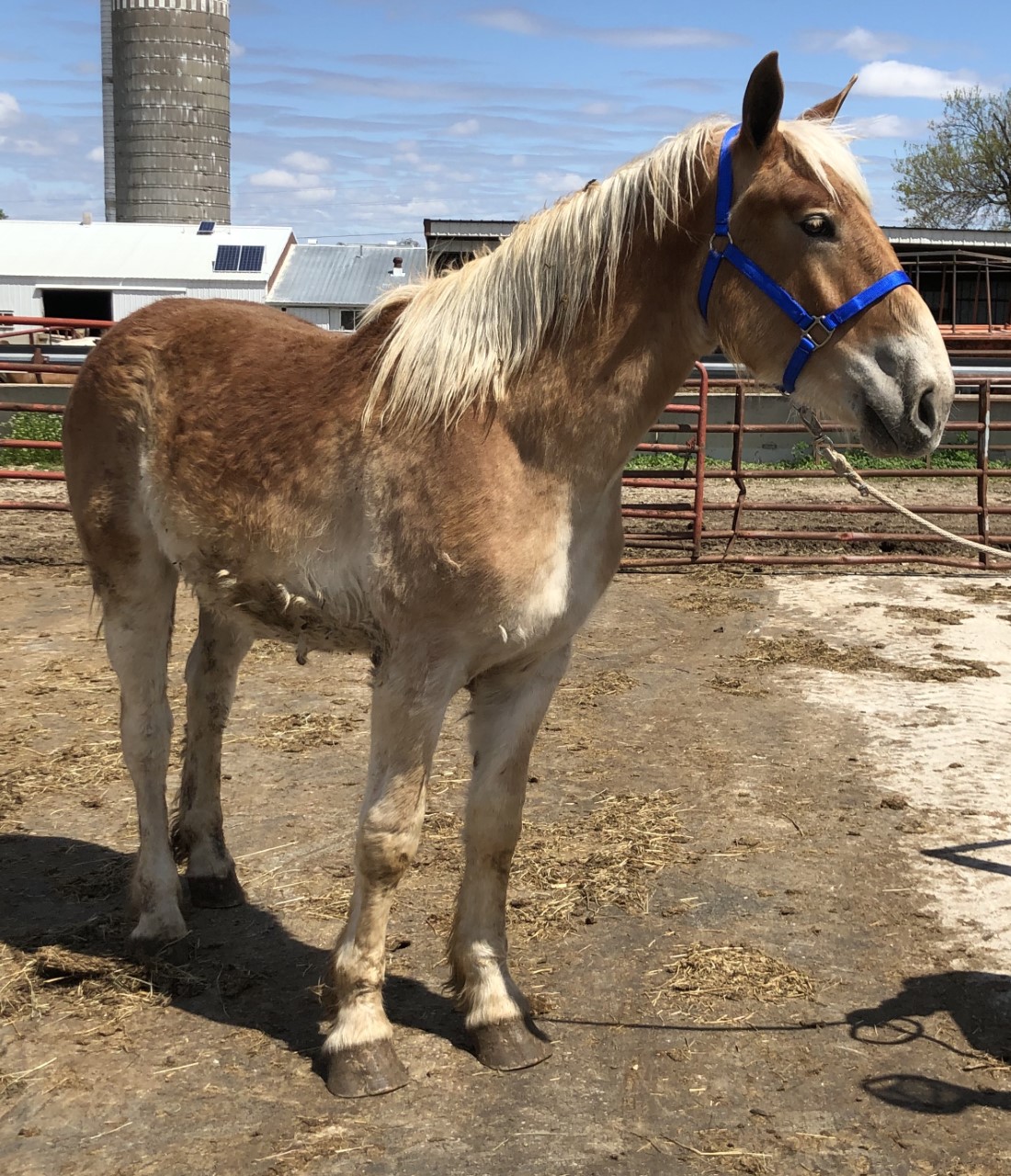 Horses & Tack Kalona Sales Barn