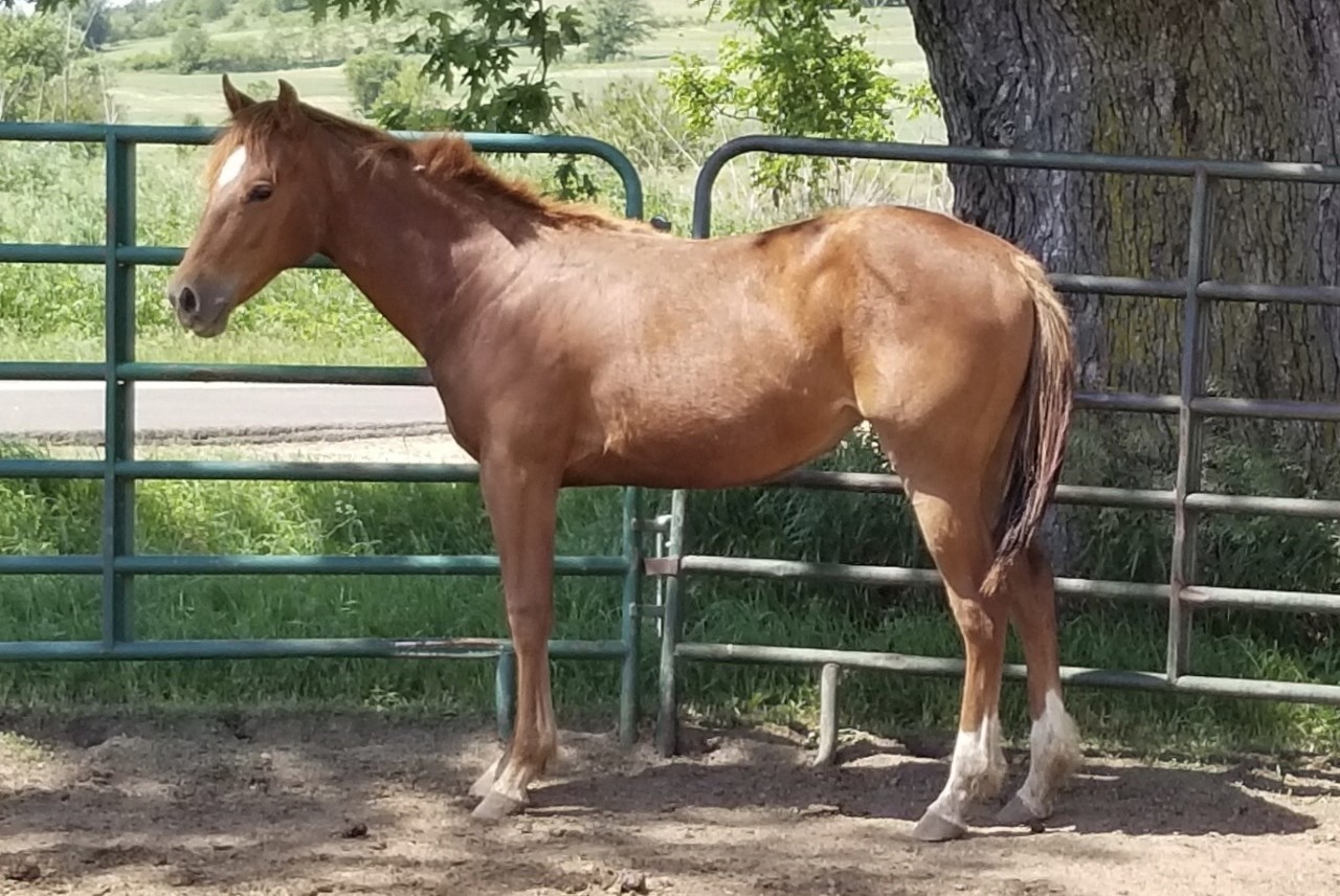 Horses & Tack Kalona Sales Barn