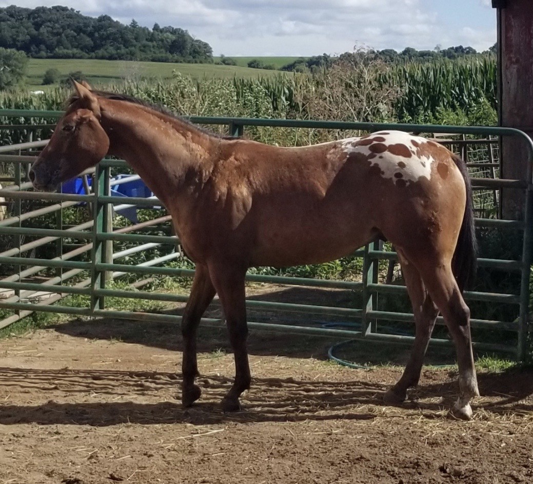 Horses & Tack Kalona Sales Barn