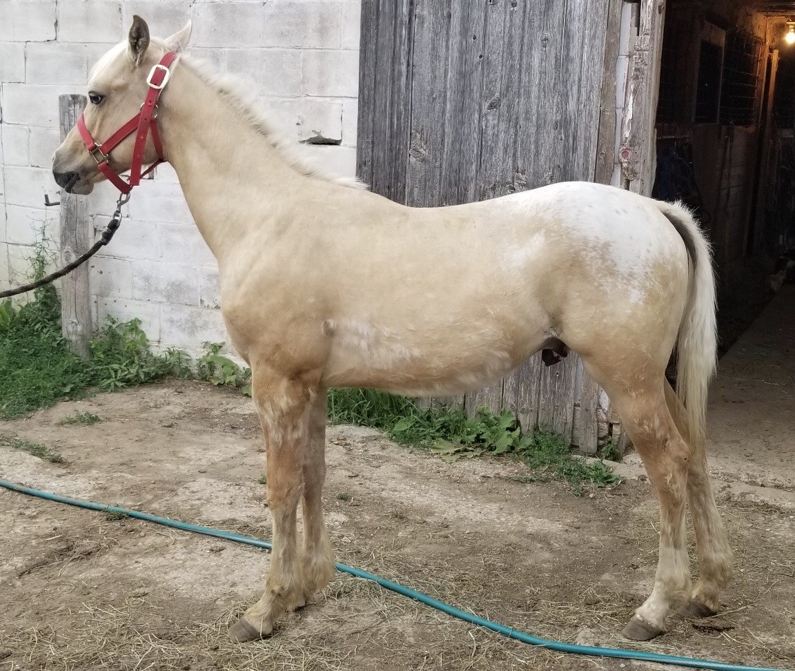 Horses & Tack Kalona Sales Barn