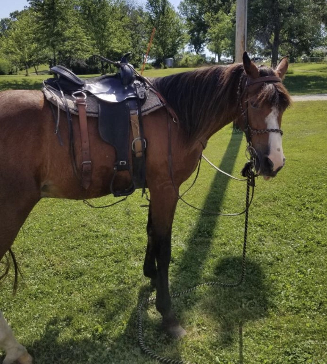 Horses & Tack Kalona Sales Barn