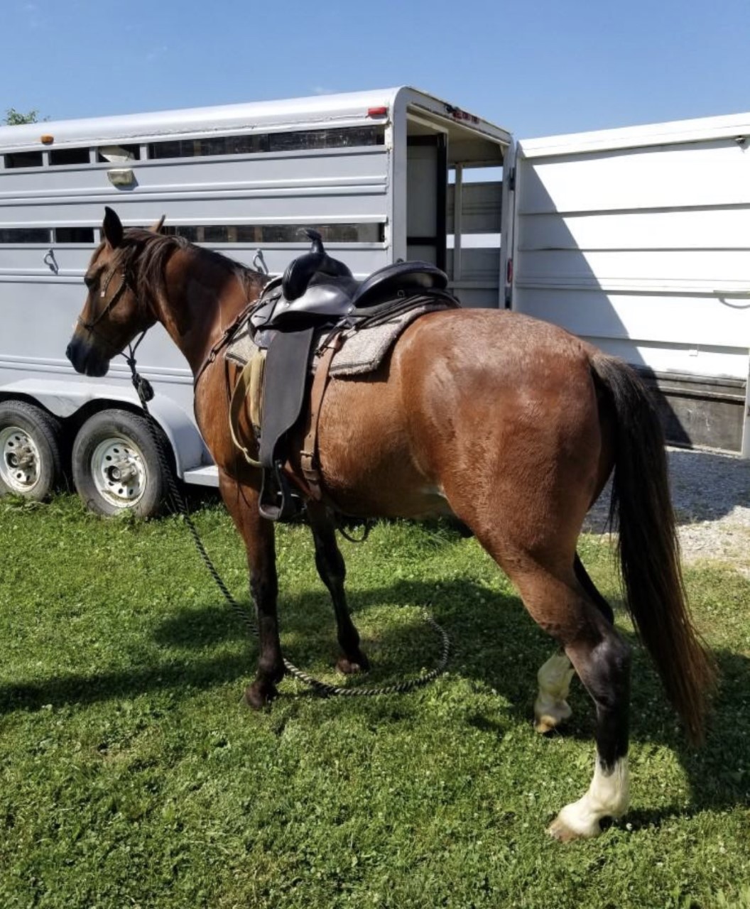 Horses & Tack Kalona Sales Barn