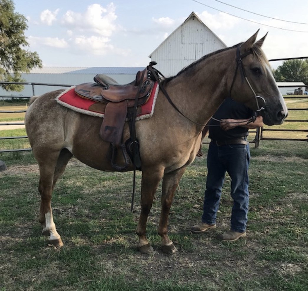 Horses & Tack Kalona Sales Barn