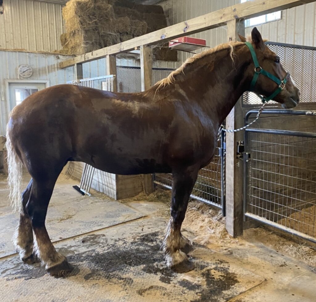 Horses & Tack Kalona Sales Barn