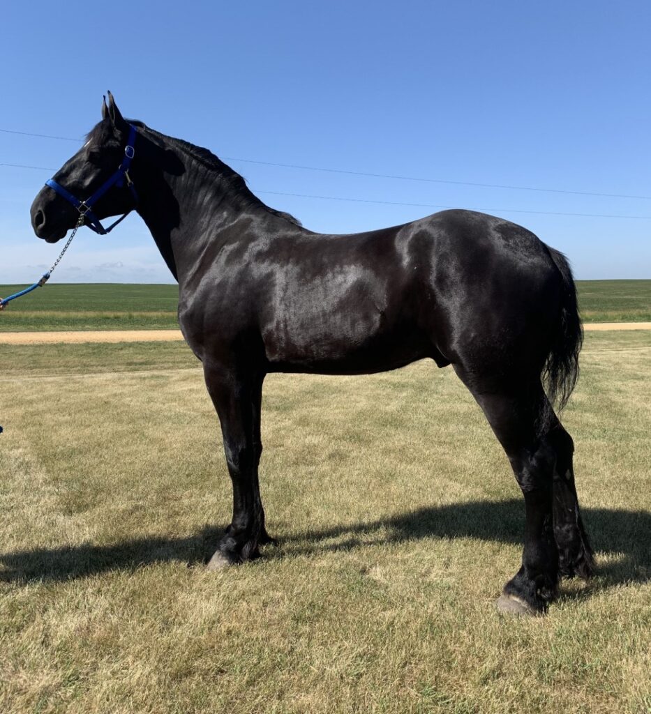 Horses & Tack Kalona Sales Barn