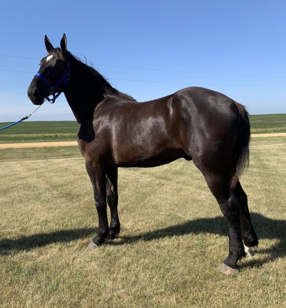 Horses & Tack Kalona Sales Barn