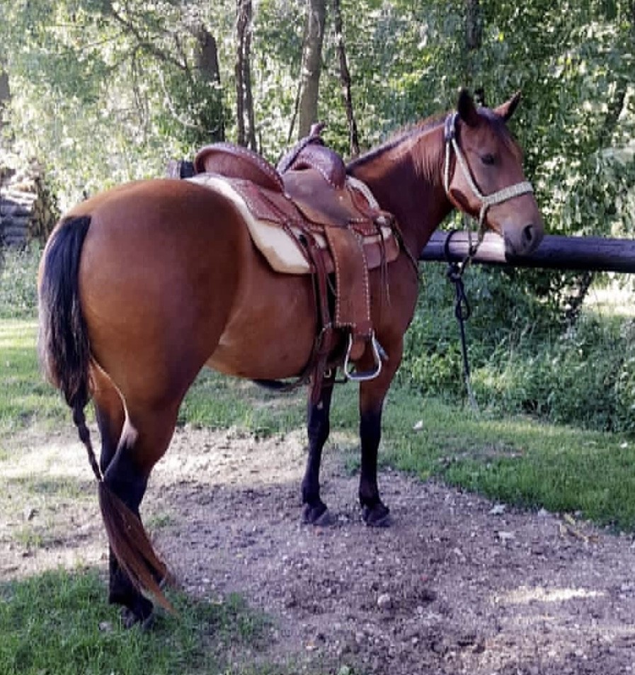 Horses & Tack Kalona Sales Barn
