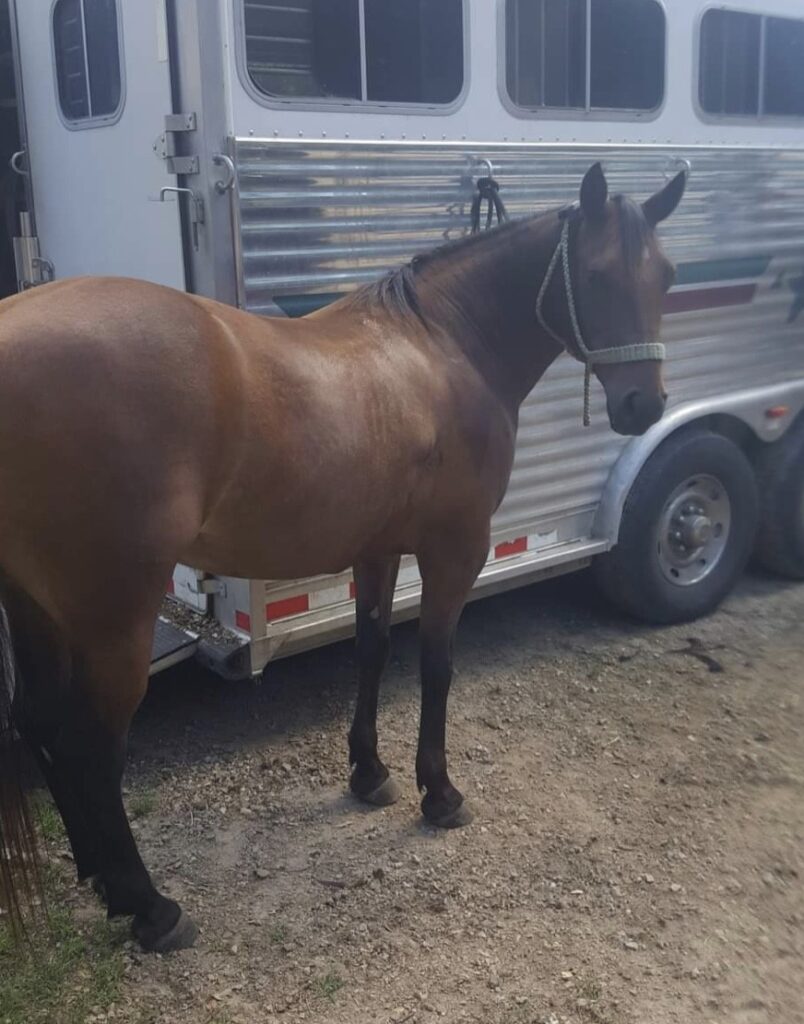 Horses & Tack Kalona Sales Barn