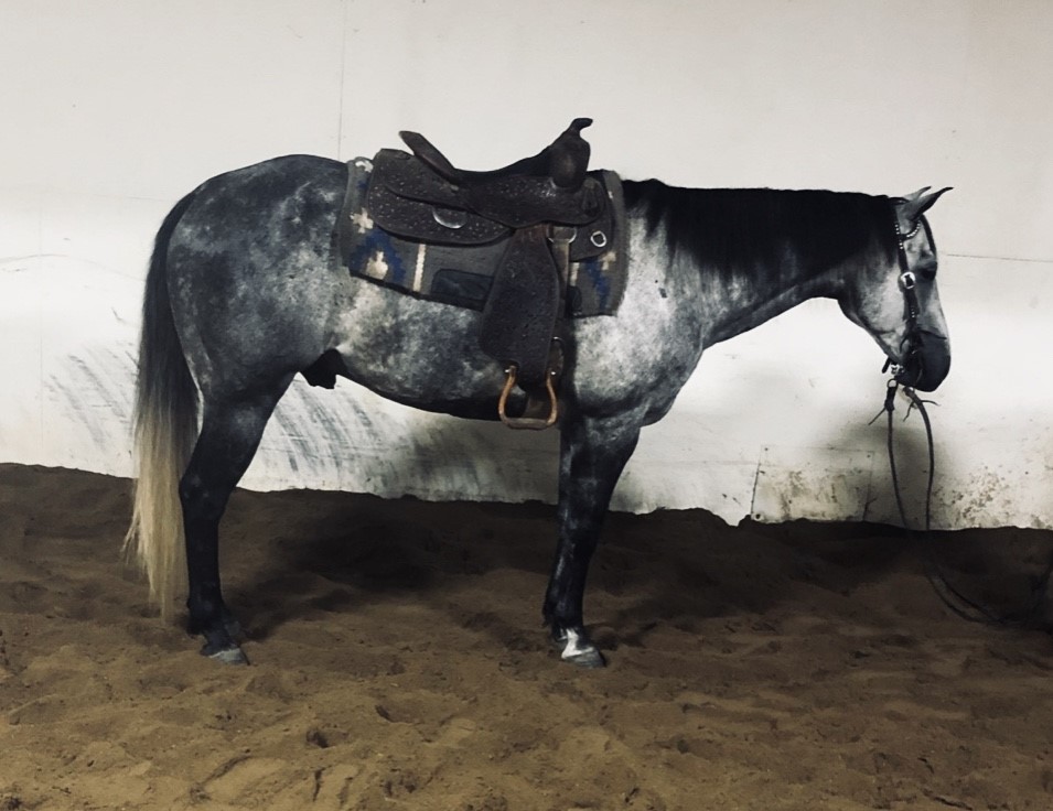 Horses & Tack Kalona Sales Barn