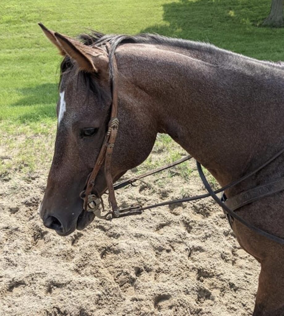 Horses & Tack Kalona Sales Barn