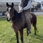 Molly, Quarter Horse Mare