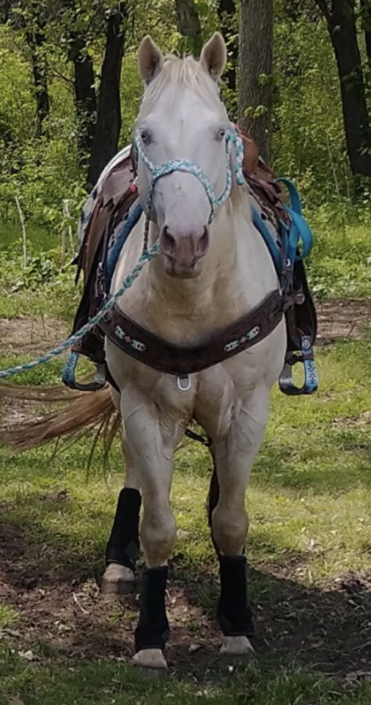 Horses & Tack Kalona Sales Barn