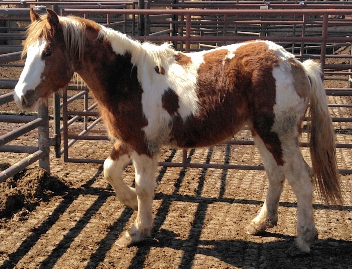 Horses & Tack Kalona Sales Barn