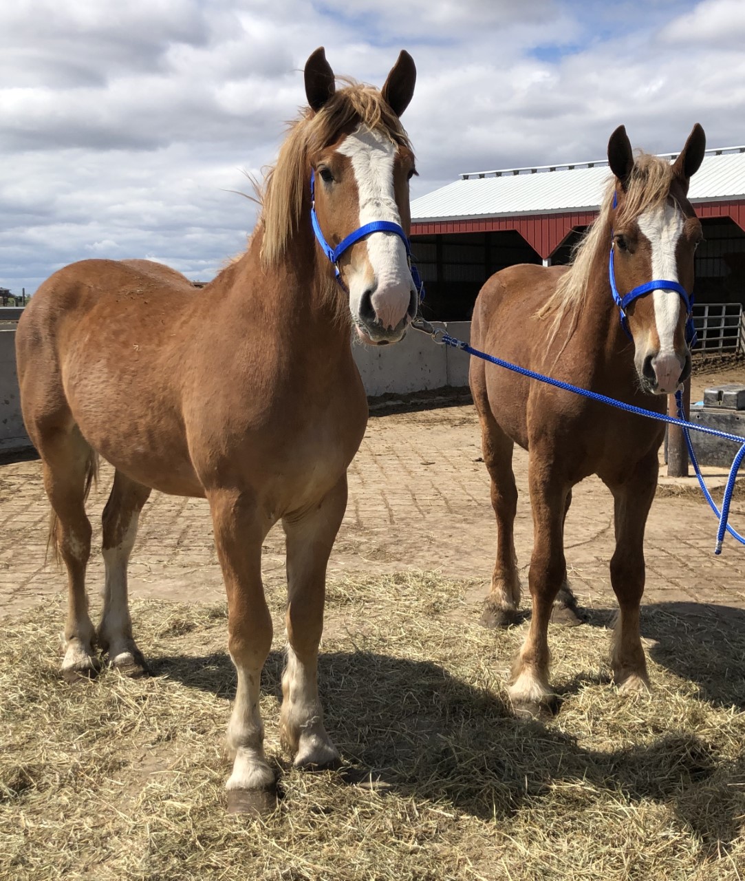 Horses & Tack Kalona Sales Barn