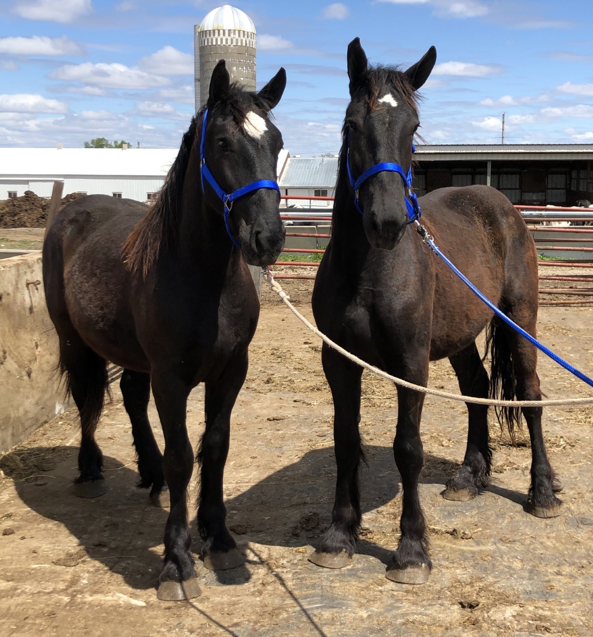 Horses & Tack Kalona Sales Barn