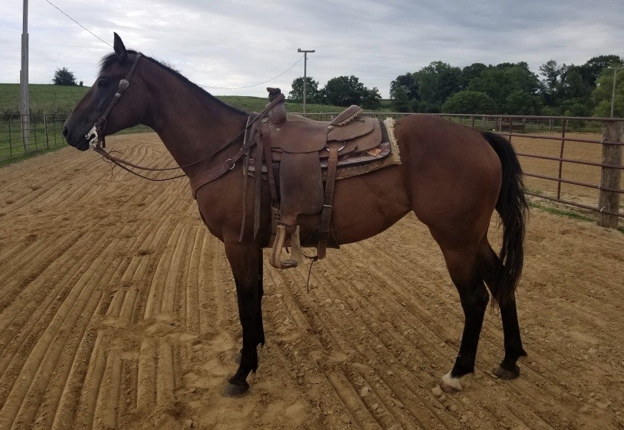 Horses & Tack Kalona Sales Barn