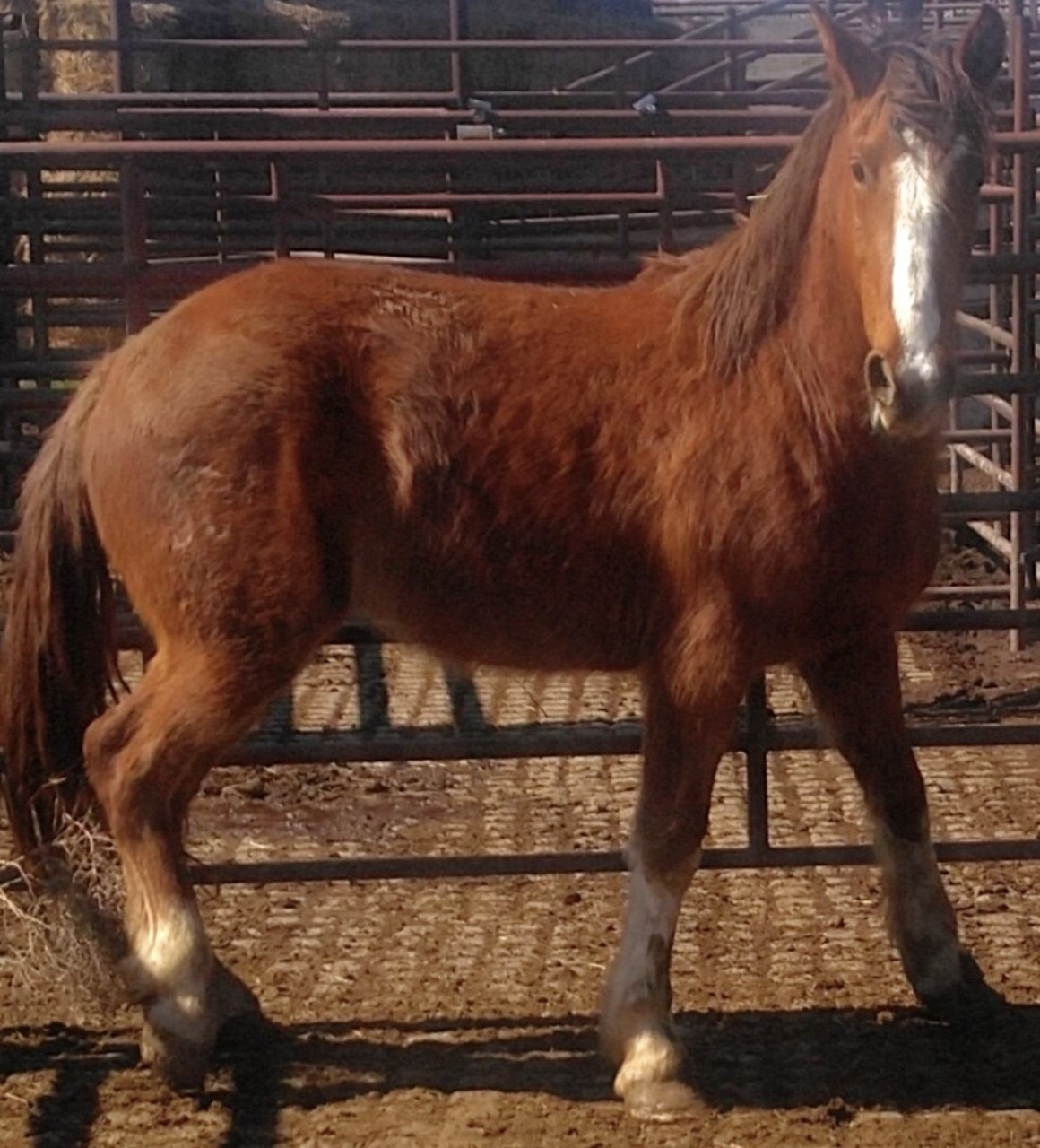Horses & Tack Kalona Sales Barn
