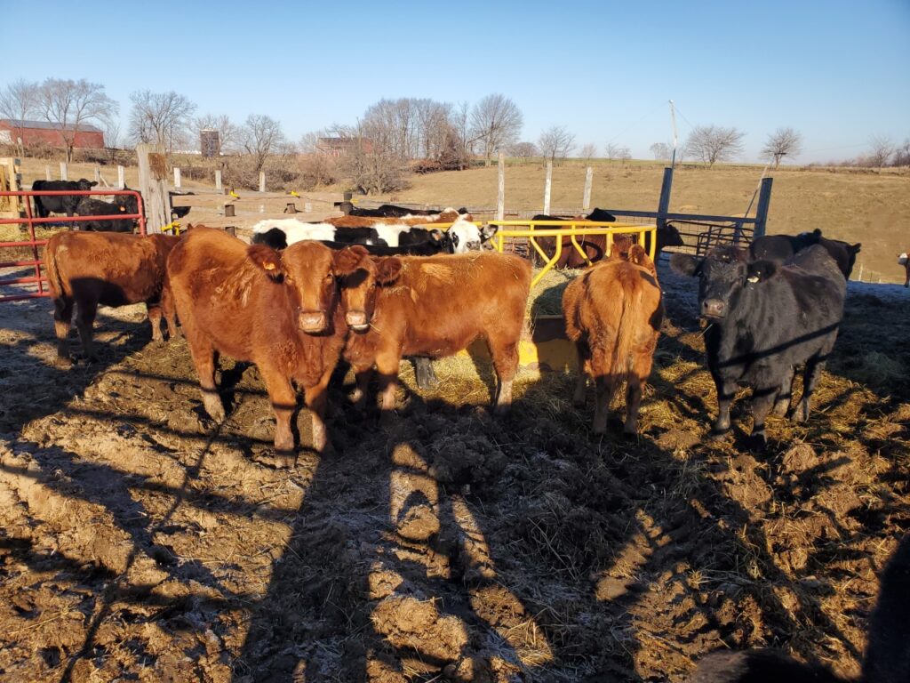Cattle Kalona Sales Barn