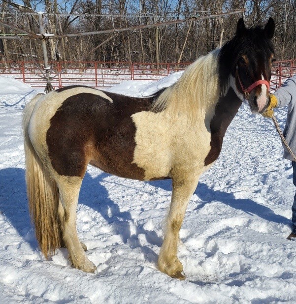 Horses & Tack Kalona Sales Barn