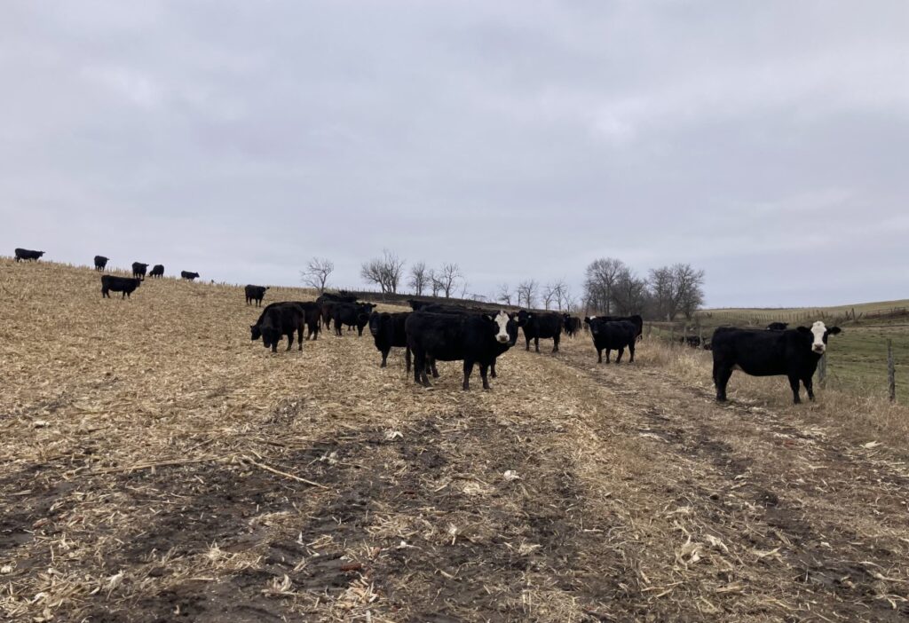 Cattle Kalona Sales Barn