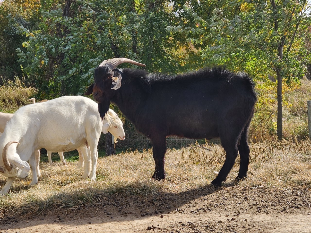 goat Kalona Sales Barn