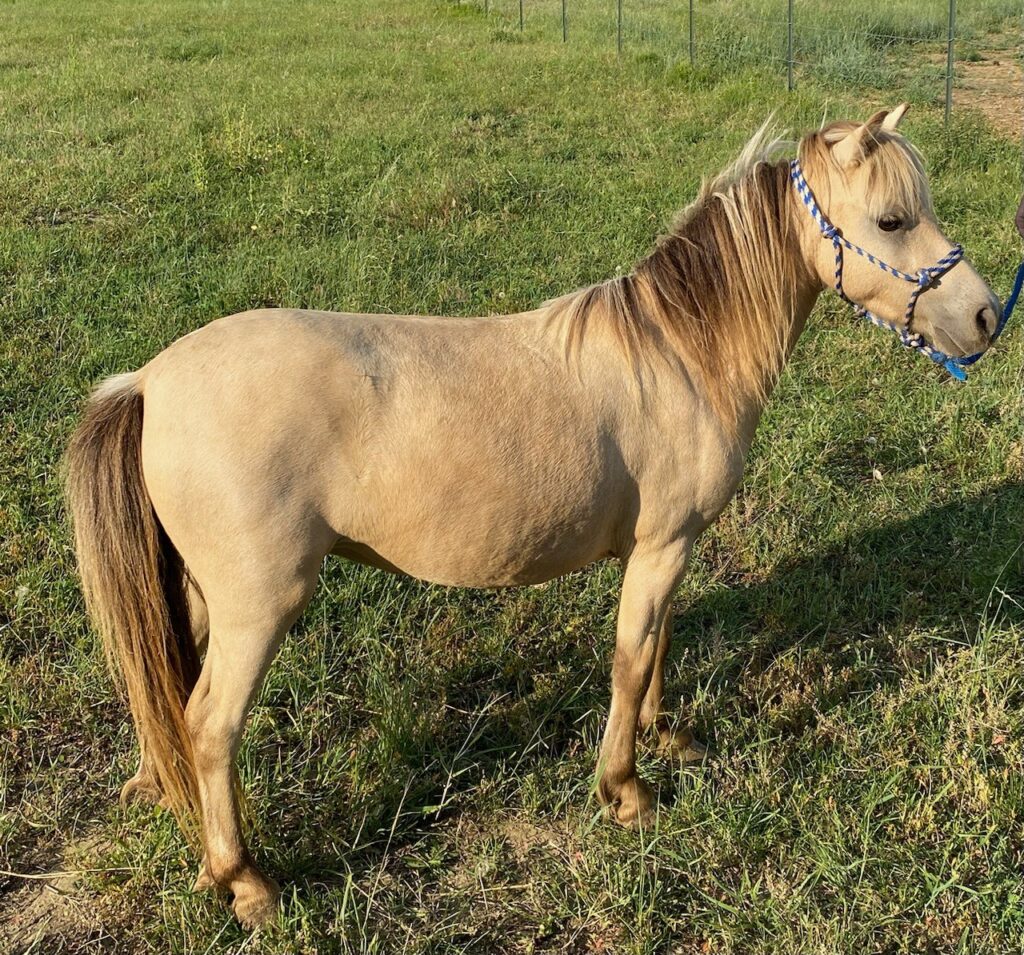 Horses & Tack Kalona Sales Barn