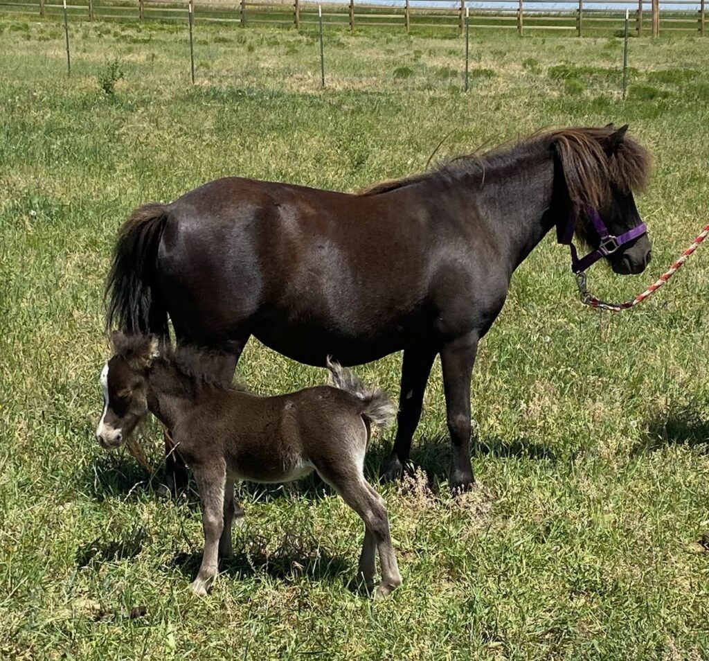 Horses & Tack Kalona Sales Barn