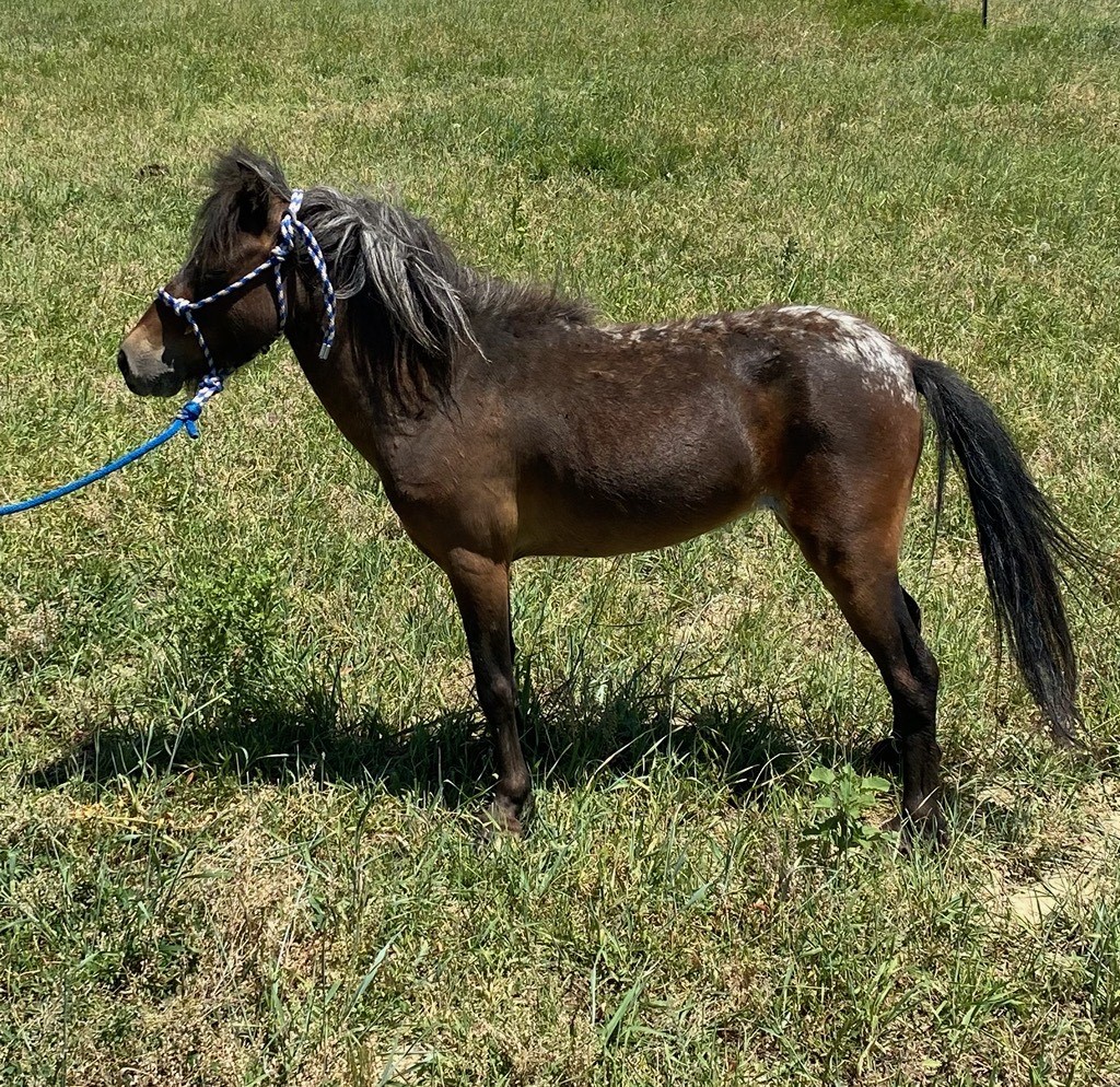 Horses & Tack Kalona Sales Barn
