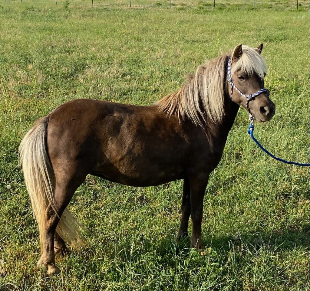 Horses & Tack Kalona Sales Barn