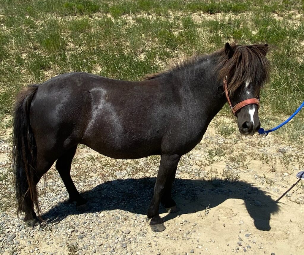 Horses & Tack Kalona Sales Barn