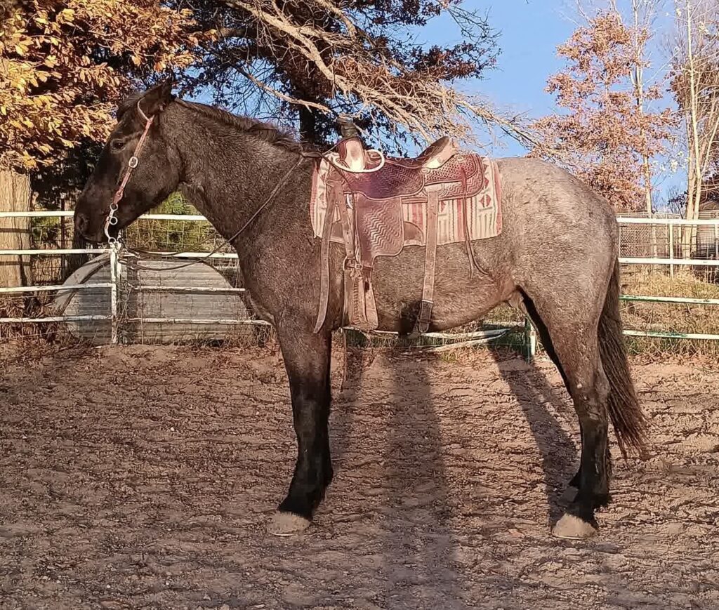 Draft Horses, Carriages & Antiques Kalona Sales Barn