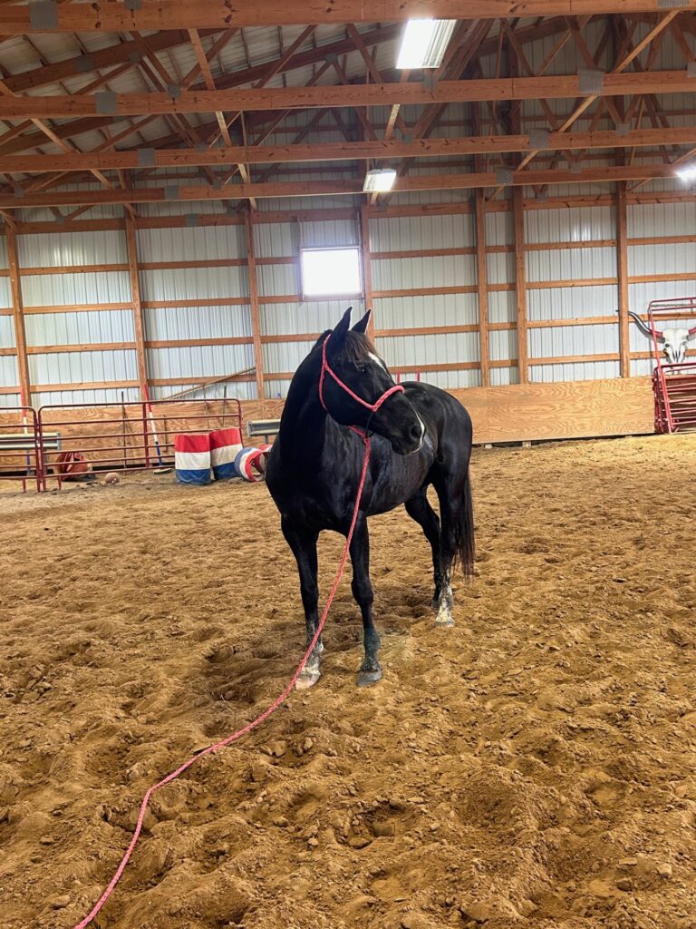 Draft Horses, Carriages & Antiques Kalona Sales Barn