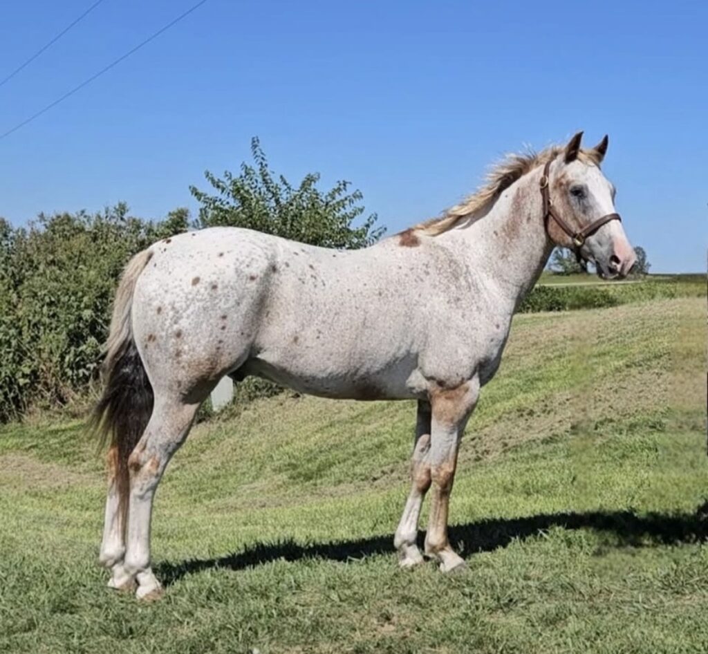 Horses & Tack Kalona Sales Barn