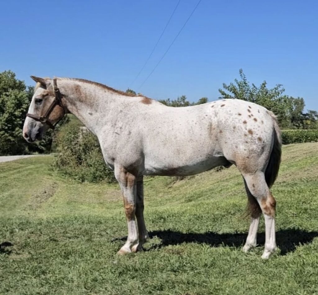 Horses & Tack Kalona Sales Barn