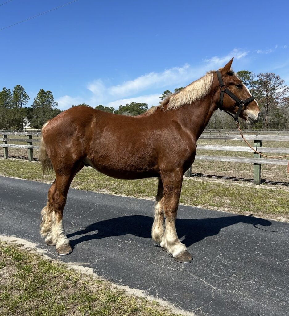 Horses & Tack Kalona Sales Barn