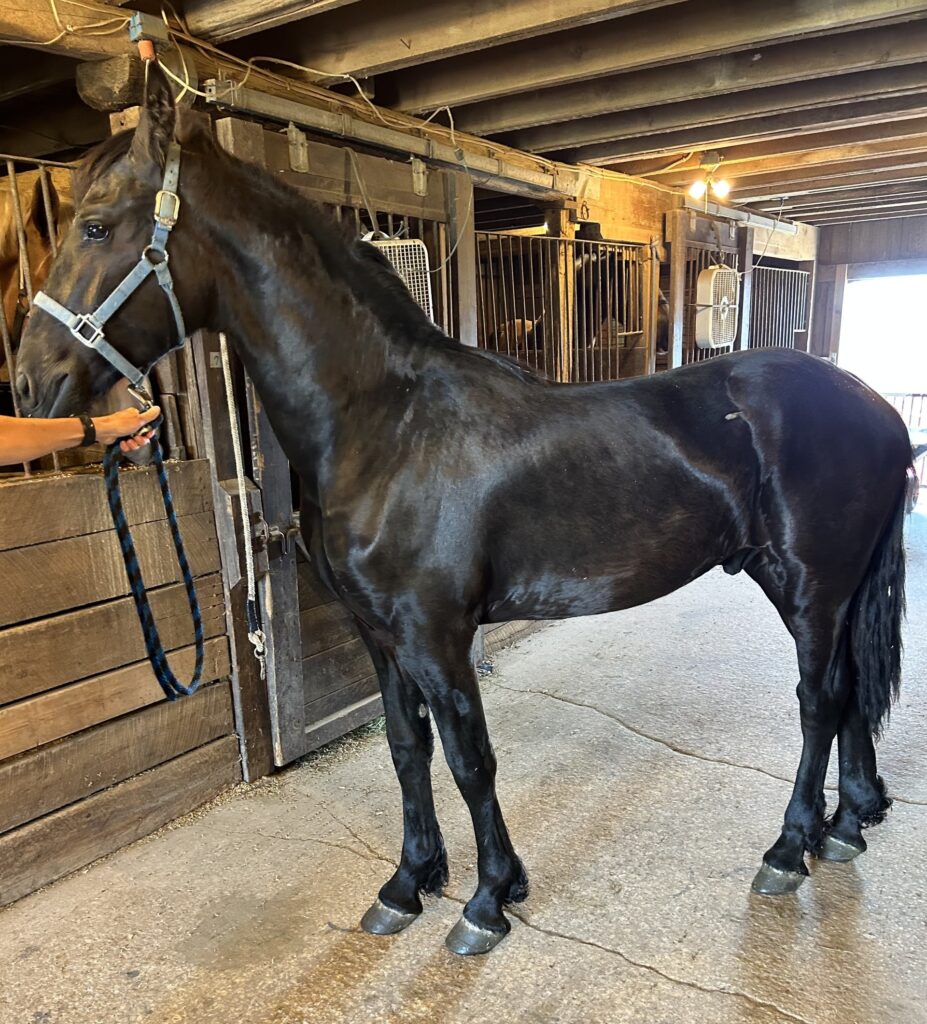 Horses & Tack Kalona Sales Barn