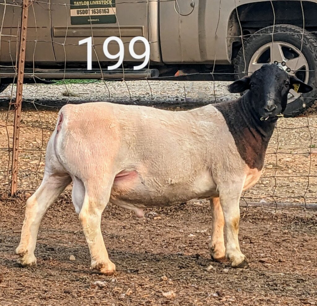 Sheep, Goats & Hogs | Kalona Sales Barn