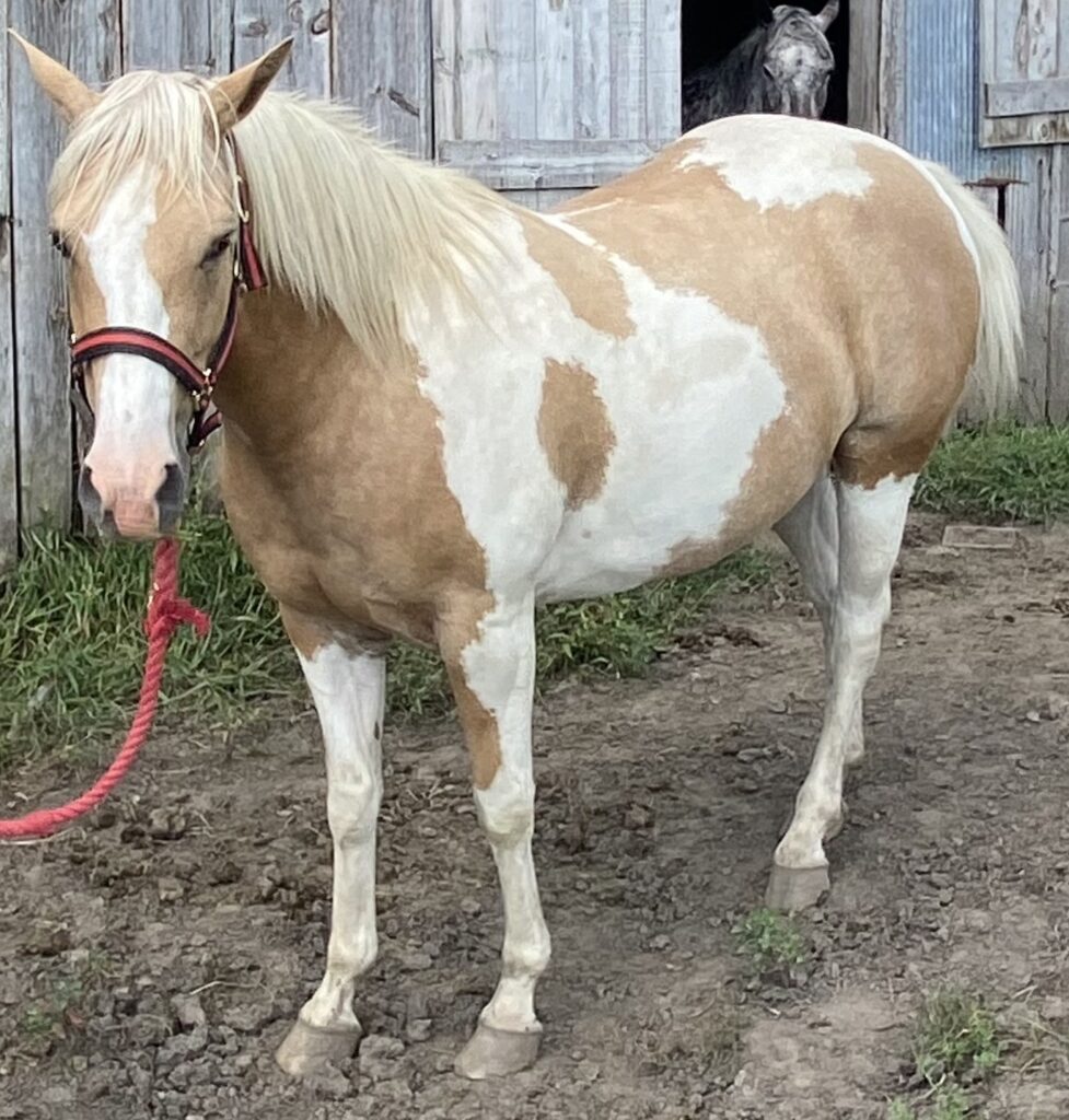 Horses & Tack Kalona Sales Barn