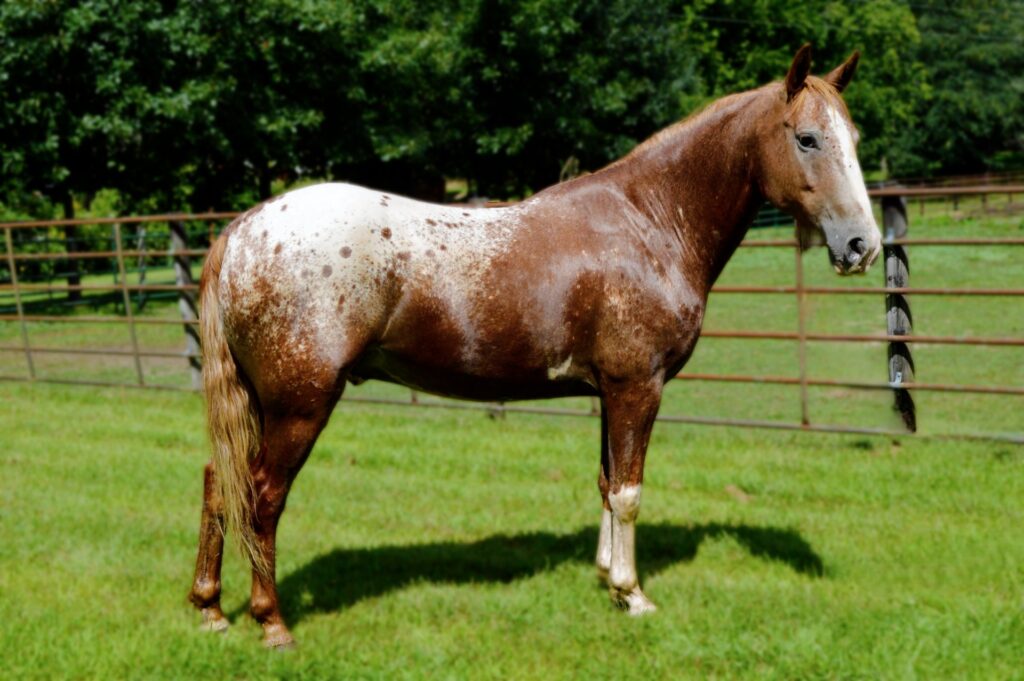 Horses & Tack Kalona Sales Barn