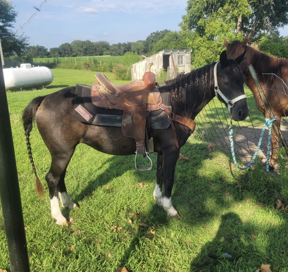 Horses & Tack Kalona Sales Barn