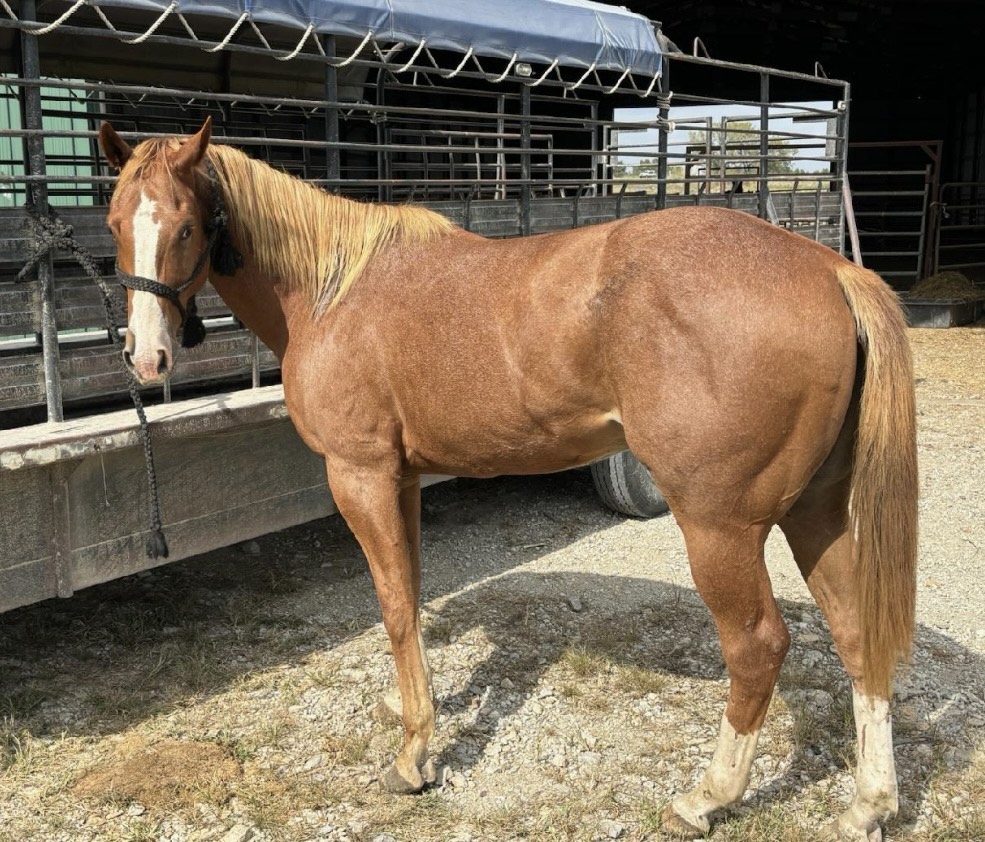 Horses & Tack Kalona Sales Barn