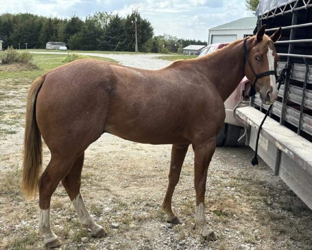 Horses & Tack Kalona Sales Barn